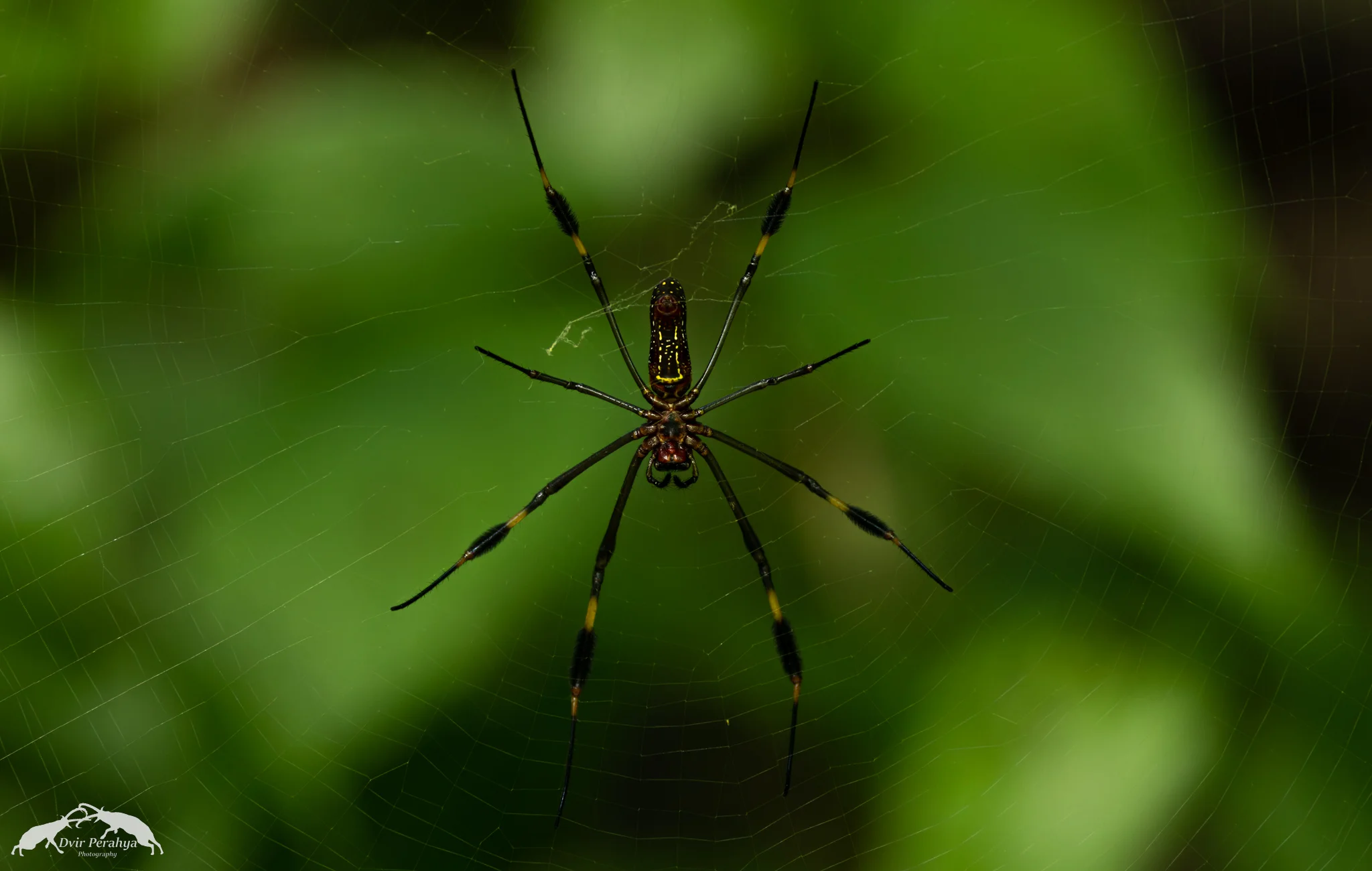 Orb-weaver spider, Carara